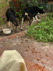 Found/Stray Unknown Dog last seen North Longfellow and Calle De Jardine - San Clamente Neighborhood, Tucson, AZ 85711