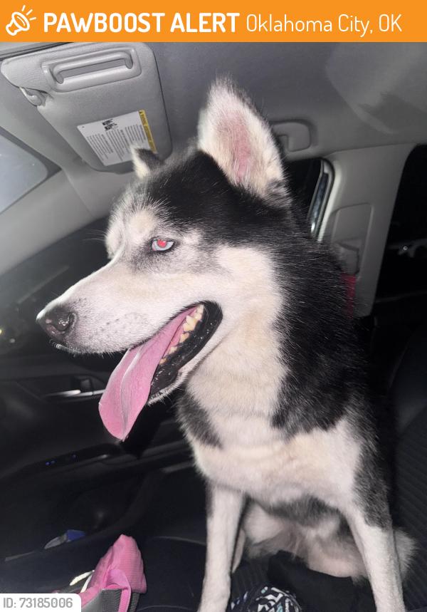 Found/Stray Male Dog last seen Zuma, Oklahoma City, OK 73106