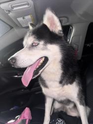 Found/Stray Male Dog last seen Zuma, Oklahoma City, OK 73106