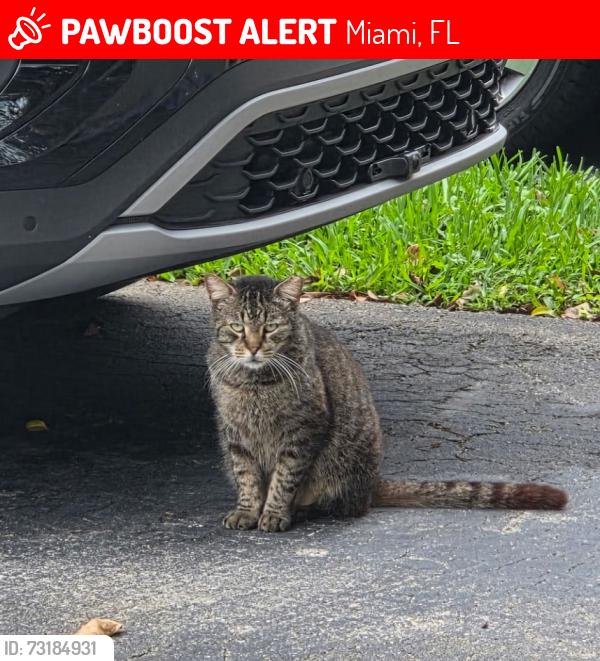 Lost Unknown Cat last seen NE 206th St & San Simeon Way, Miami, FL 33179