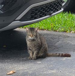 Lost Unknown Cat last seen NE 206th St & San Simeon Way, Miami, FL 33179