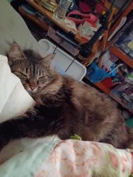 Lost Female Cat last seen Sw 11th and ivory loop, Gresham, OR 97080