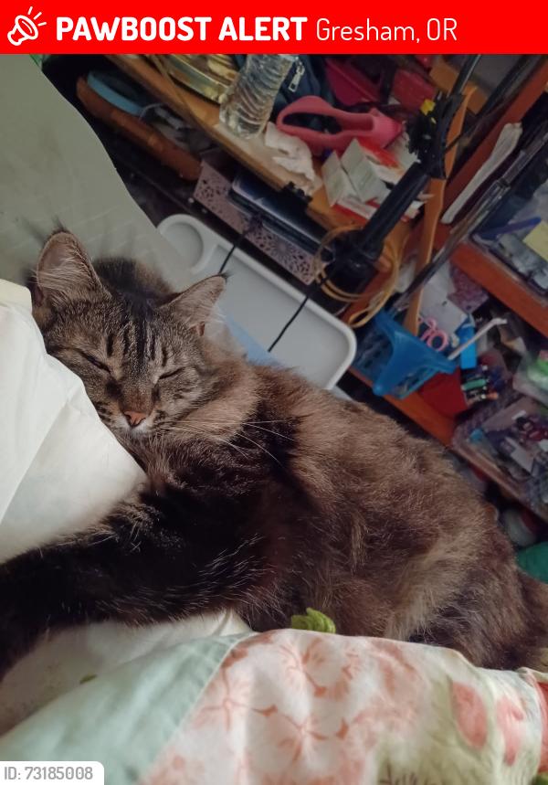 Lost Female Cat last seen Sw 11th and ivory loop, Gresham, OR 97080