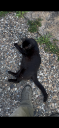 Lost Male Cat last seen 17th and S Taylor St, Little Rock, AR 72204
