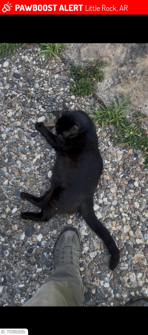 Lost Male Cat last seen 17th and S Taylor St, Little Rock, AR 72204