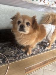 Reunited Male Dog last seen 12th Ave and cherry St, Denver, CO 80220