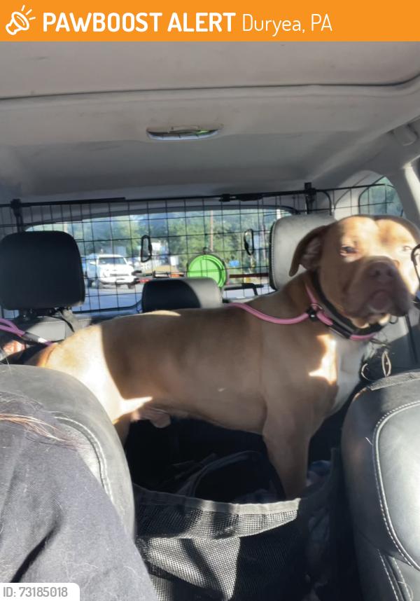 Found/Stray Male Dog last seen Us gas, Duryea, PA 18642