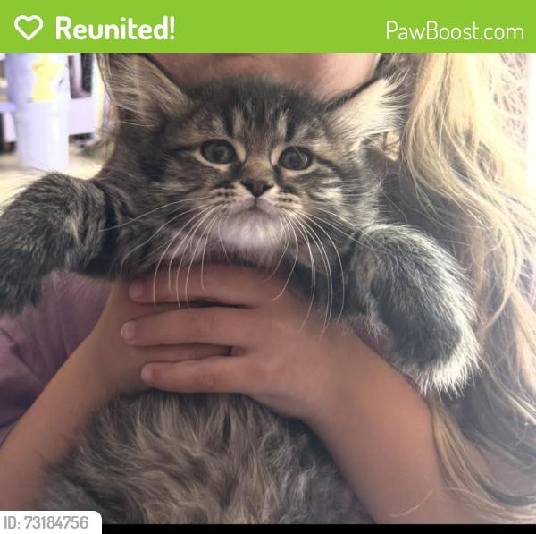Reunited Female Cat last seen Arverne, Mays Chapel, MD 21093