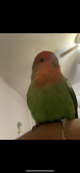 Lost Unknown Bird last seen Near Richwood Street, Toronto, ON M9N 3Y7