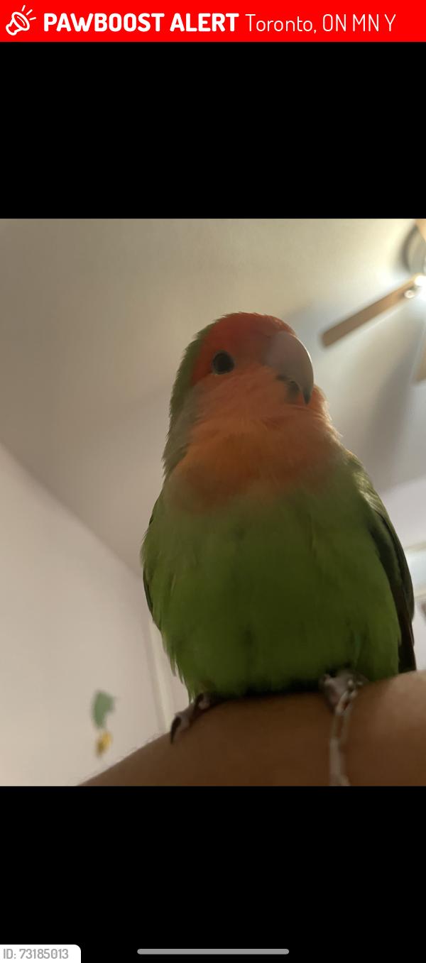 Lost Unknown Bird last seen Near Richwood Street, Toronto, ON M9N 3Y7