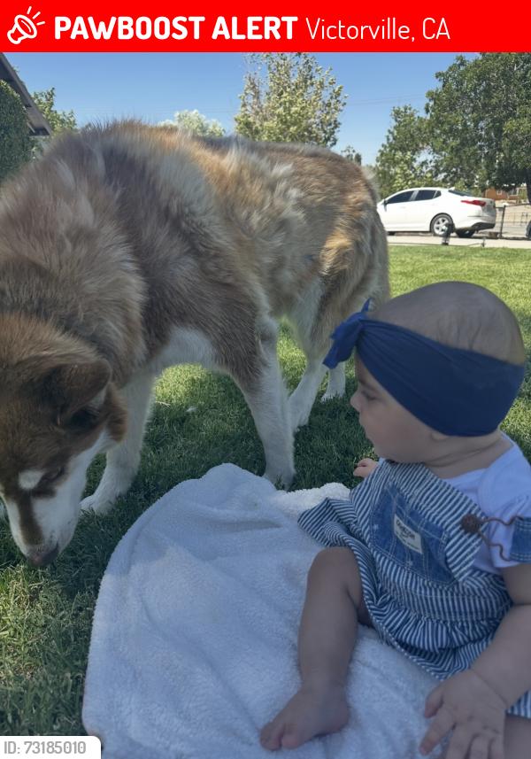 Lost Female Dog last seen Village Dr. / Mojave Dr., Victorville, CA 92394