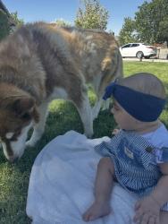 Lost Female Dog last seen Village Dr. / Mojave Dr., Victorville, CA 92394