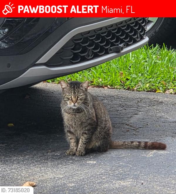 Lost Unknown Cat last seen San Simeon Way & Ives Dairy Rd, Miami, FL 33179