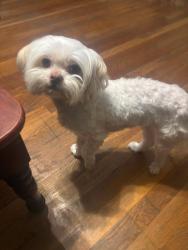 Lost Female Dog last seen Se 22nd street, Topeka, KS 66605