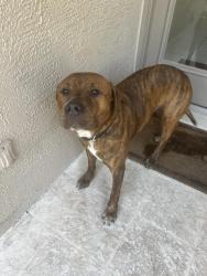 Found/Stray Male Dog last seen White walnut, Grays Highlands, FL 34669