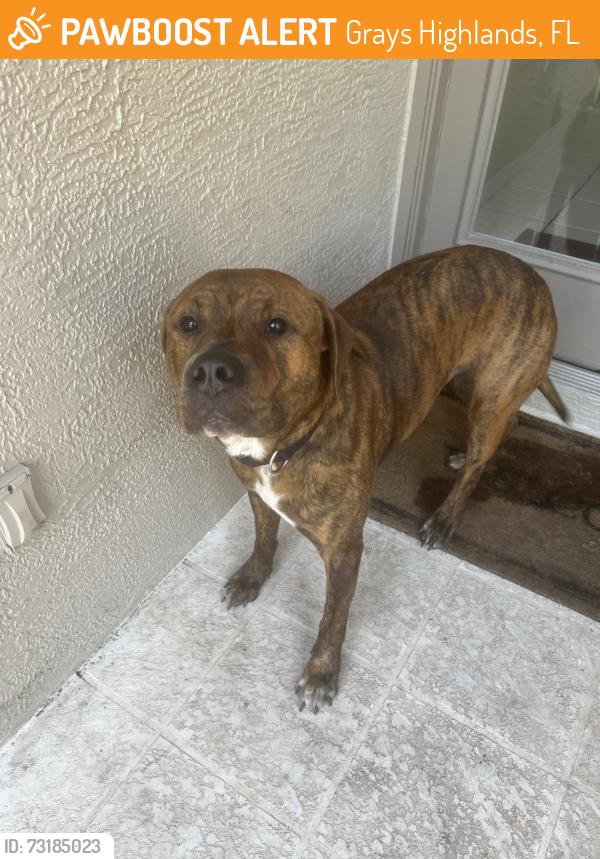 Found/Stray Male Dog last seen White walnut, Grays Highlands, FL 34669
