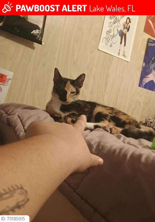 Lost Female Cat last seen Winston ave, Lake Wales, FL 33853