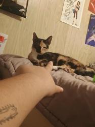 Lost Female Cat last seen Winston ave, Lake Wales, FL 33853