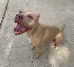 Found/Stray Female Dog last seen Eagle Island Lane, Houston, TX 77034