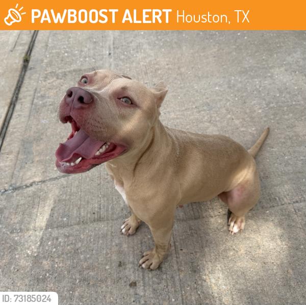 Found/Stray Female Dog last seen Eagle Island Lane, Houston, TX 77034