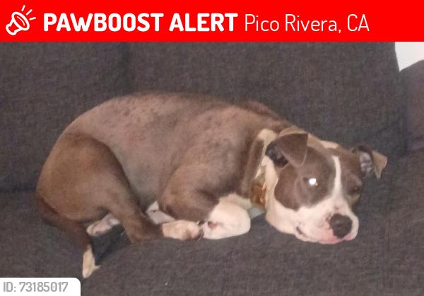 Lost Female Dog last seen Rivera park, Pico Rivera, CA 90660