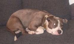 Lost Female Dog last seen Rivera park, Pico Rivera, CA 90660