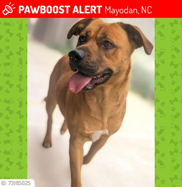 Lost Male Dog last seen South 5th Ave & 2nd Ave, Mayodan, NC 27027