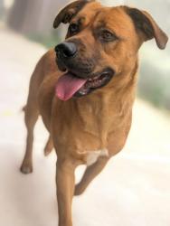 Lost Male Dog last seen South 5th Ave & 2nd Ave, Mayodan, NC 27027