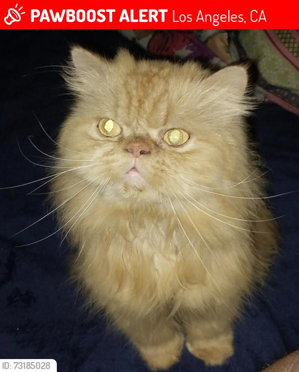 Lost Male Cat last seen Vermont & W 1st St, Los Angeles, CA 90004
