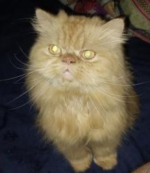Lost Male Cat last seen Vermont & W 1st St, Los Angeles, CA 90004