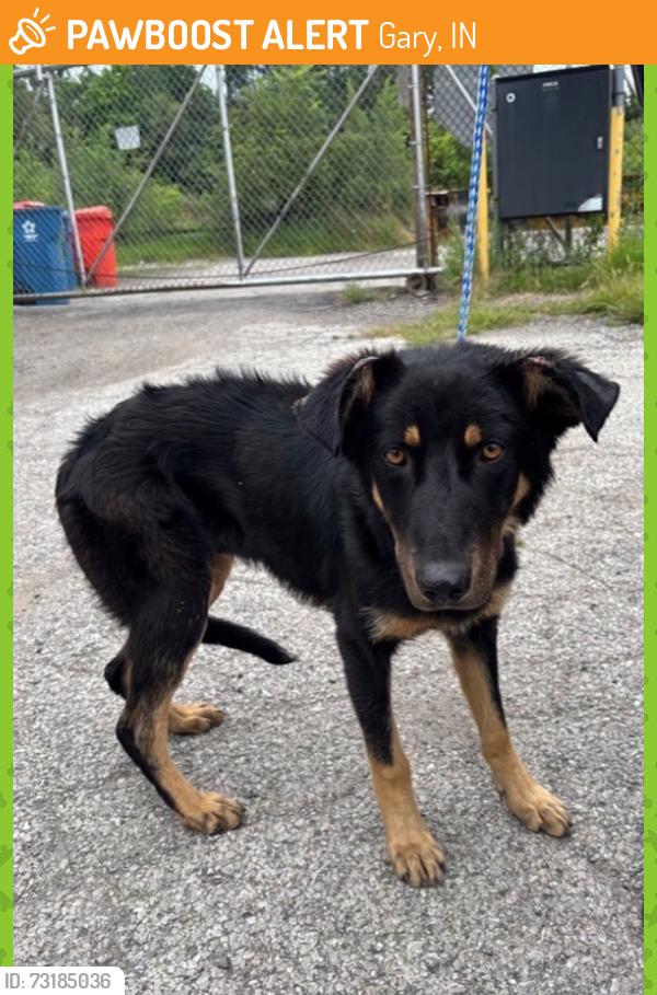Found/Stray Unknown Dog last seen Gary Animal Control, Gary, IN 46402