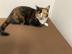Lost Female Cat last seen Nightingale, Happy Valley Cherry Land, Wood Duck Lane, Happy Valley, OR 97015