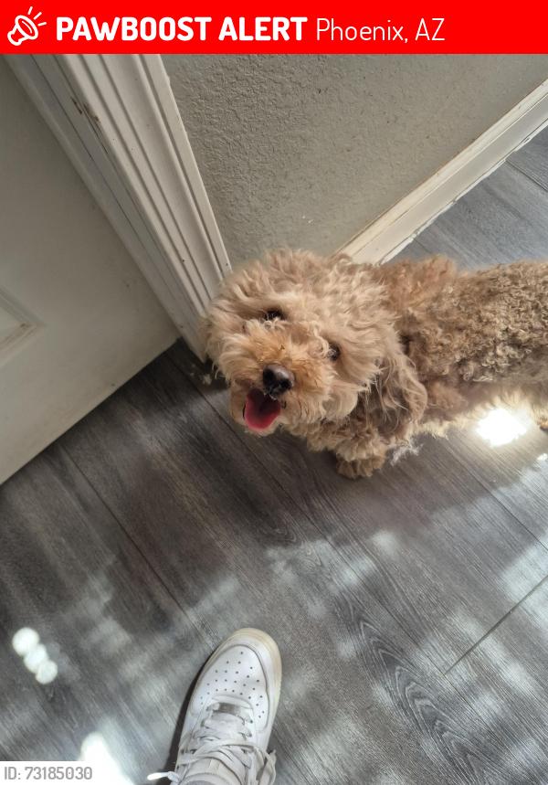 Lost Male Dog last seen 15th St and wood, Phoenix, AZ 85040