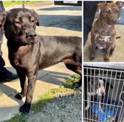 Found/Stray Unknown Dog last seen Gary Animal Control, Gary, IN 46402