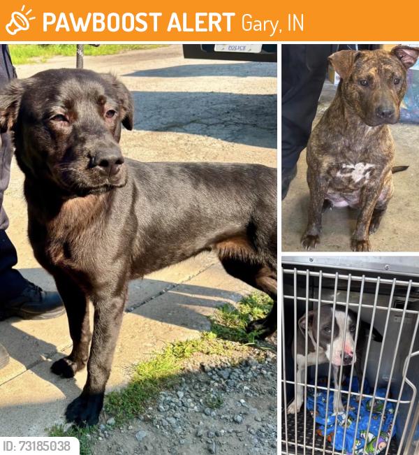 Found/Stray Unknown Dog last seen Gary Animal Control, Gary, IN 46402