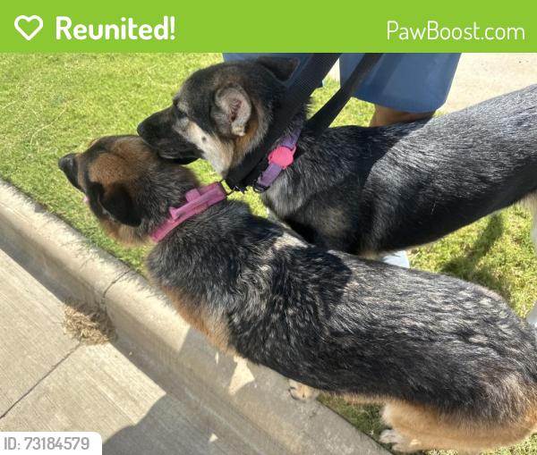 Reunited Female Dog last seen 14th and De Leon, Midlothian, TX 76065