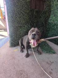 Shelter Stray Male Dog last seen Near NW DAVIS ST, COUNTY of El Paso, TX, 5001 Fred Wilson Ave, El Paso, TX 79906, USA