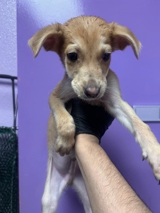 Shelter Stray Male Dog last seen Near Memphis Ave, CITY of El Paso, TX, 5001 Fred Wilson Ave, El Paso, TX 79906, USA