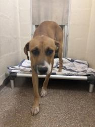 Shelter Stray Male Dog last seen Near Greenbay Drive, North Charleston, SC, 2455 Remount Rd, North Charleston, SC 29406, USA