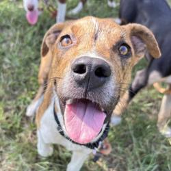 Shelter Stray Male Dog last seen Oldenburg/ William D Fitch, City of College Station, TX, 5359 Leonard Rd, Bryan, TX 77807, USA