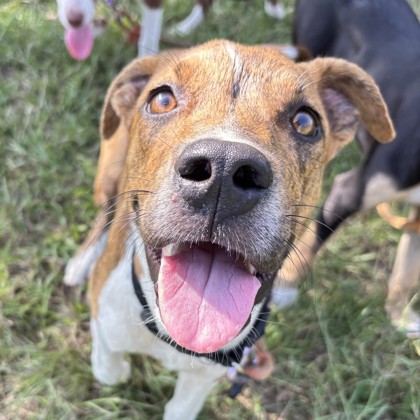 Shelter Stray Male Dog last seen Oldenburg/ William D Fitch, City of College Station, TX, 5359 Leonard Rd, Bryan, TX 77807, USA