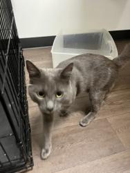 Shelter Stray Male Cat last seen Near Boulevard SE, Atlanta, GA, 1251 Fulton Industrial Blvd NW, Atlanta, GA 30336, USA