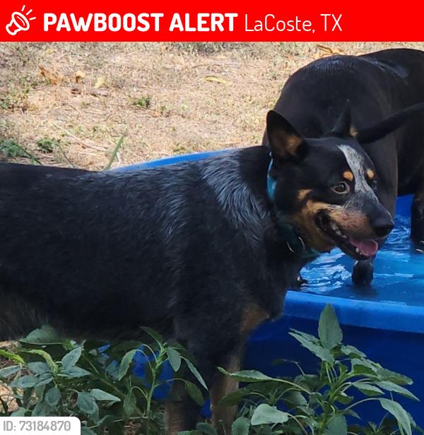 Lost Male Dog last seen Bexar and Casiano ave, LaCoste, TX 78039