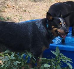 Lost Male Dog last seen Bexar and Casiano ave, LaCoste, TX 78039