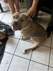 Found/Stray Female Dog last seen Olivera, Concord, CA 94520