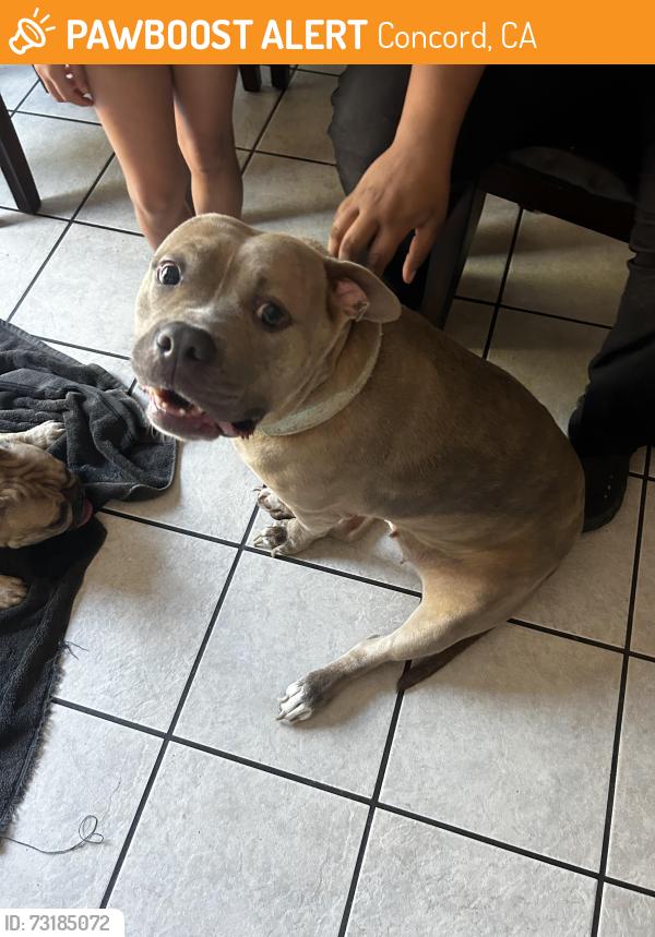 Found/Stray Female Dog last seen Olivera, Concord, CA 94520