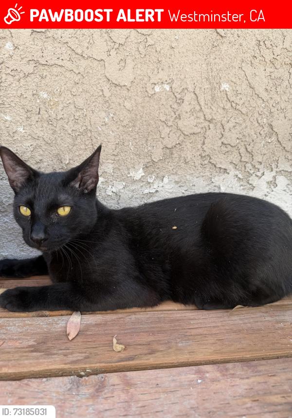 Lost Male Cat last seen 15th street and pacific Street, Westminster, CA 92683