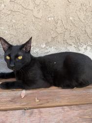 Lost Male Cat last seen 15th street and pacific Street, Westminster, CA 92683