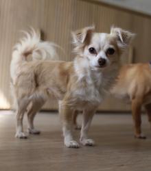 Reunited Female Dog last seen Odoms Mill, Ponte Vedra Beach, Palm Valley, FL 32082
