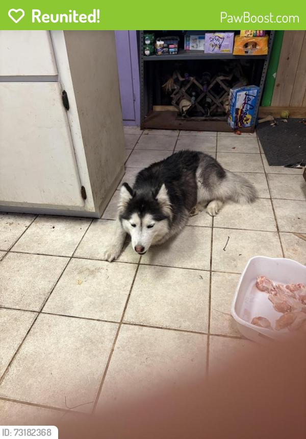 Reunited Female Dog last seen Hwy 441, Micanopy, FL 32667